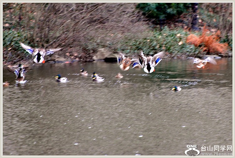 dsc_0619.jpg