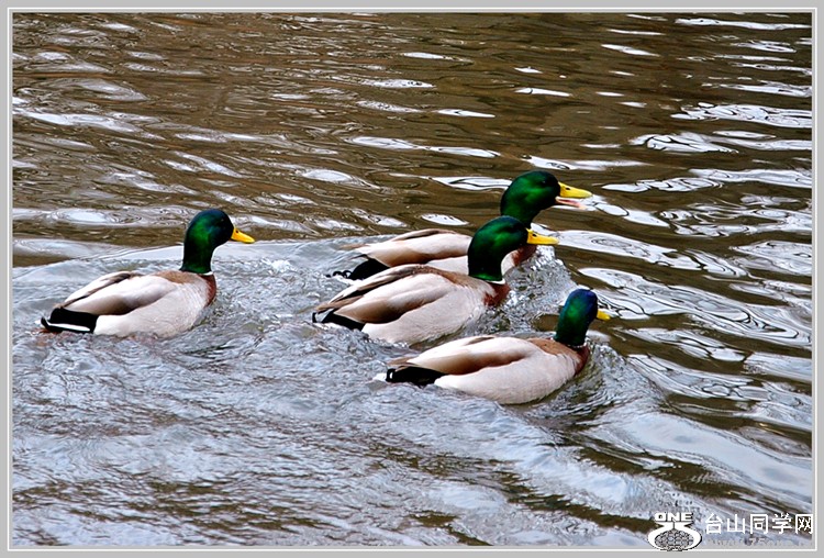 dsc_0584.jpg
