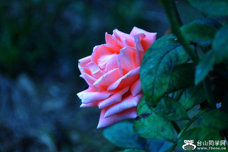 DSC_7628.jpg