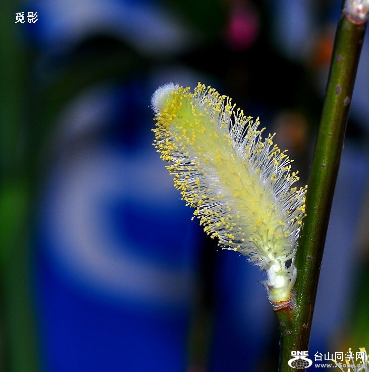 DSC_4006a.jpg