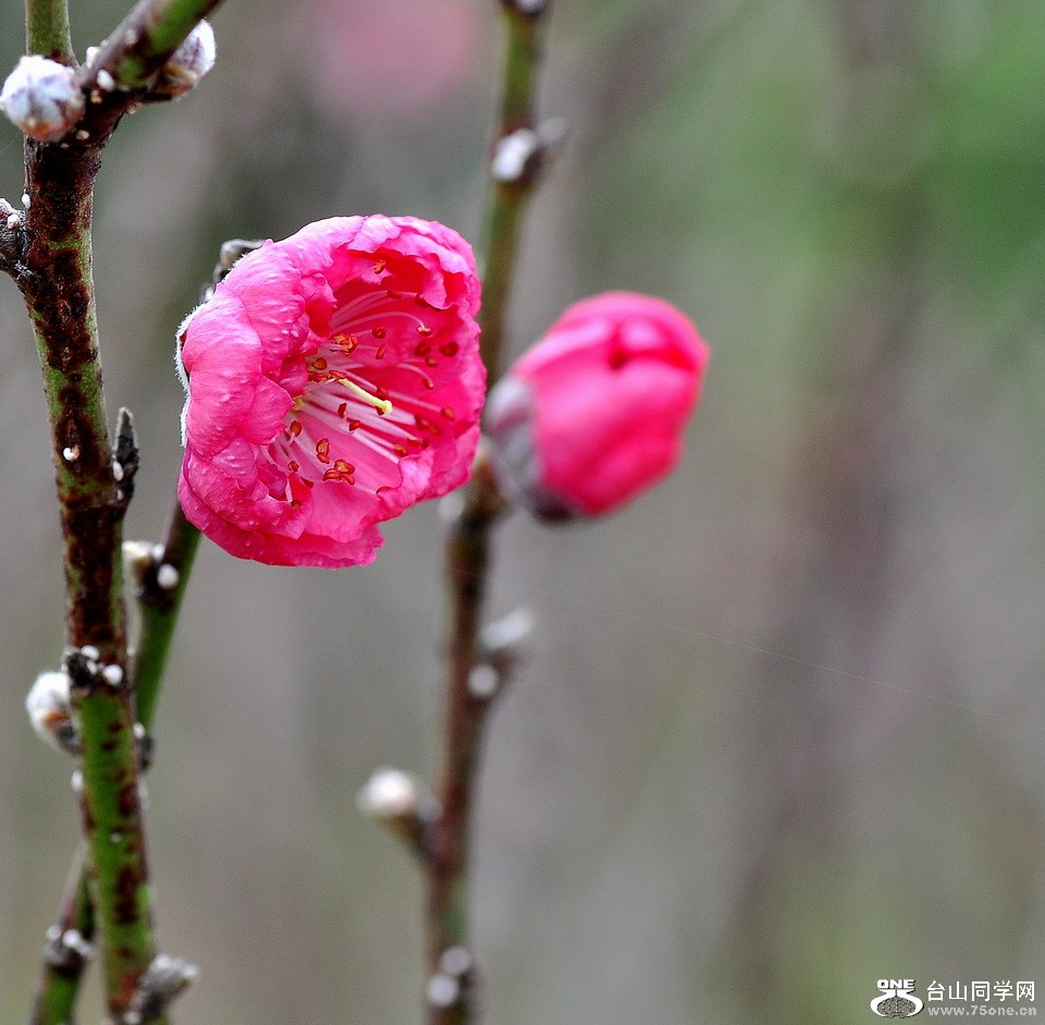 DSC_3253aa.jpg