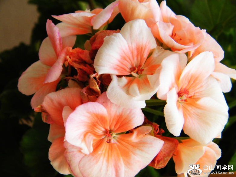 DSCF5455=0.jpg
