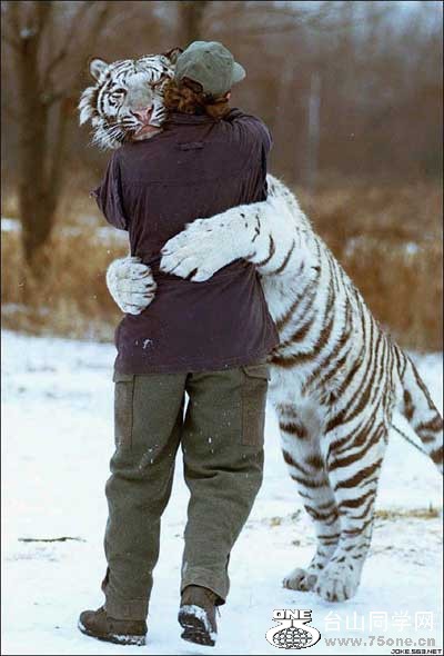 mantiger.jpg