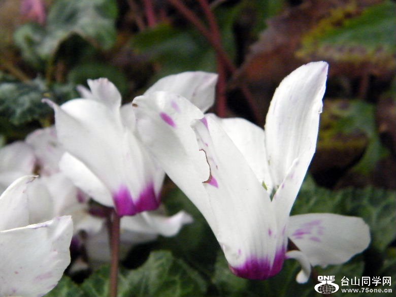 DSCF4528.JPG