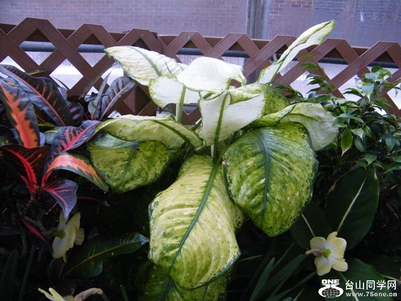 DSCF7279.JPG