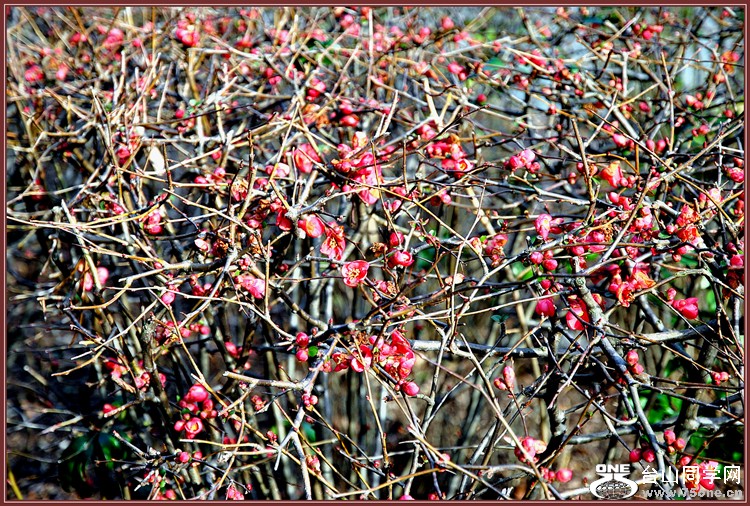 dsc_0787.jpg