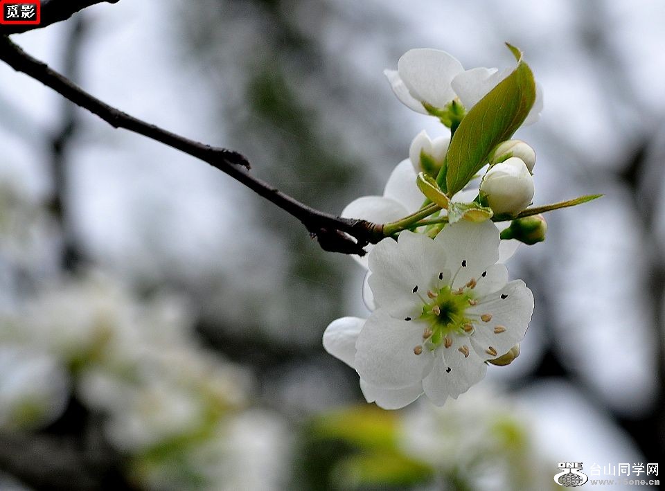 DSC_4452a.jpg