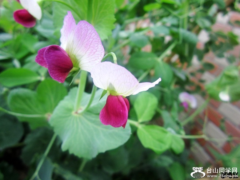 2012225 435_conew1.jpg