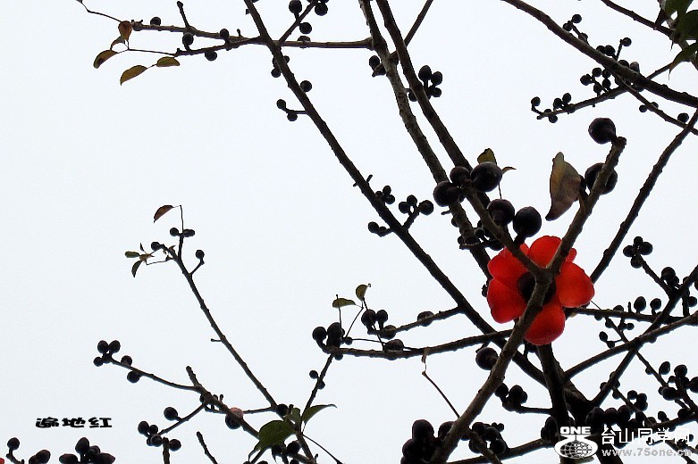 2012225 090_conew2.jpg