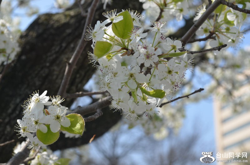 Spring 004.jpg