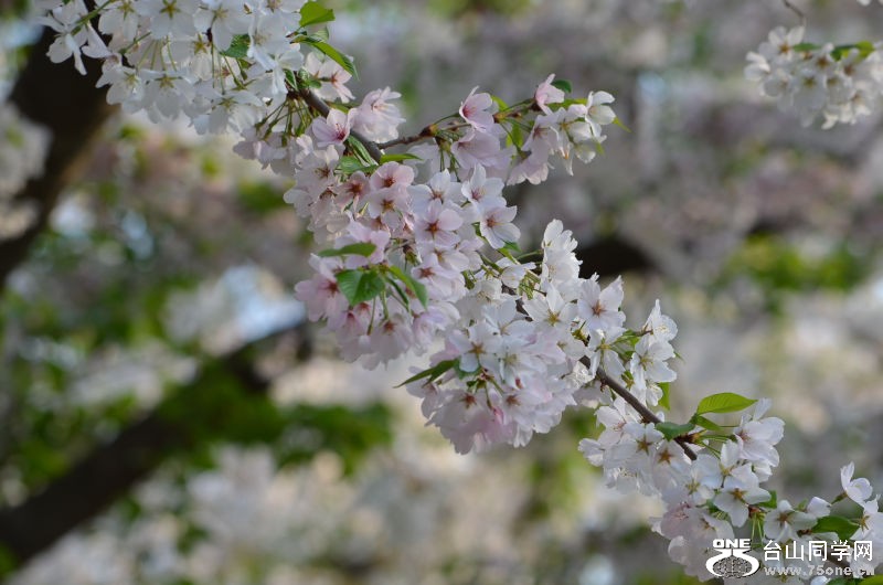 Spring 117.jpg