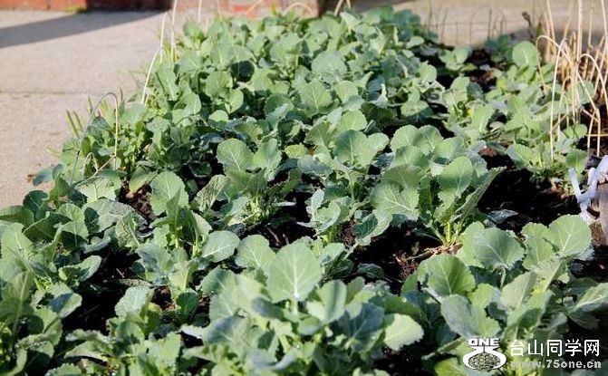 ������С IMG_2453.JPG