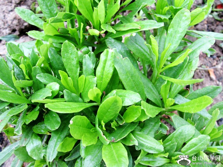 ��ƽ���� 041_conew1.jpg