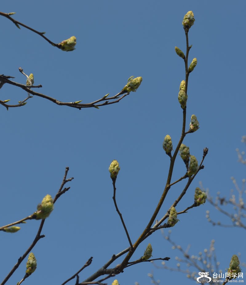 Spring 042.jpg