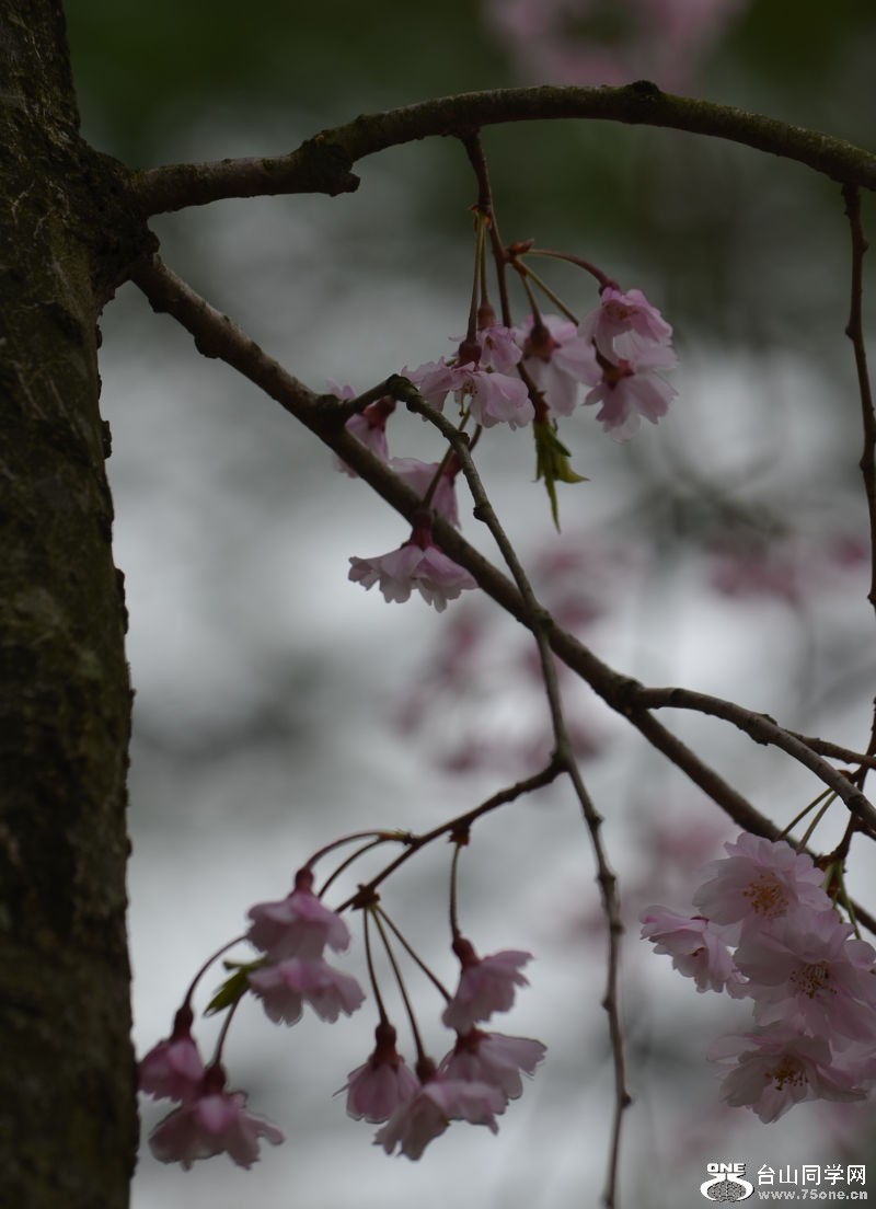 Spring 065.jpg