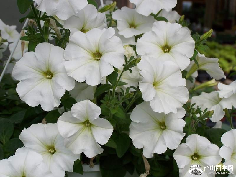 2010 089.jpg