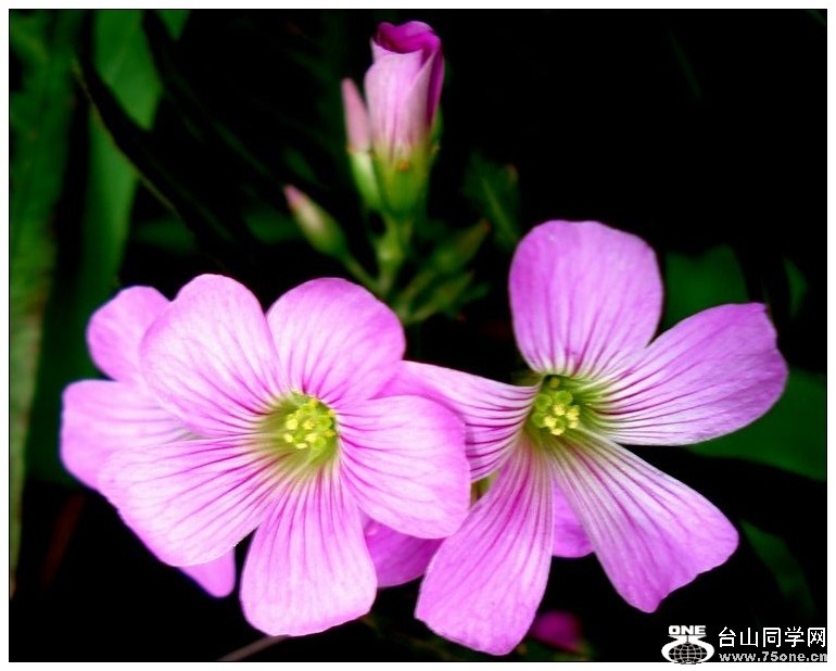 DSC05485_conew1.jpg