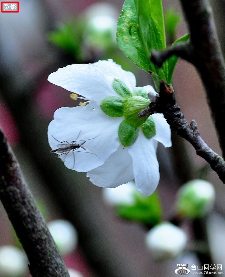DSC_4746a.jpg