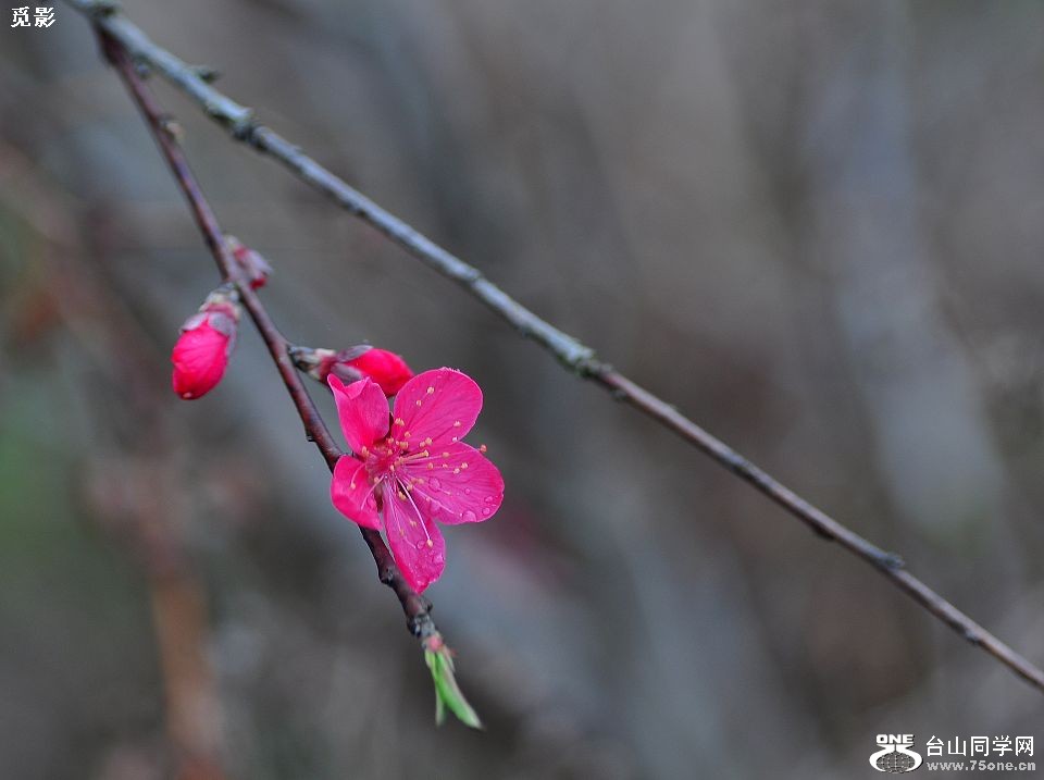 DSC_4622a.jpg