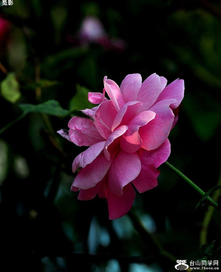 DSC_6035a.jpg