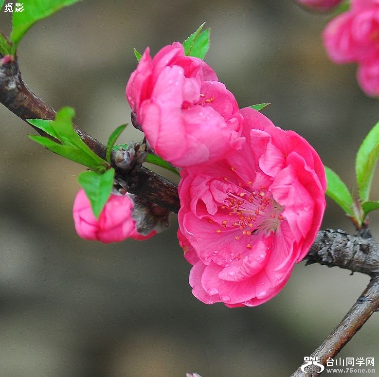 DSC_4646a.jpg