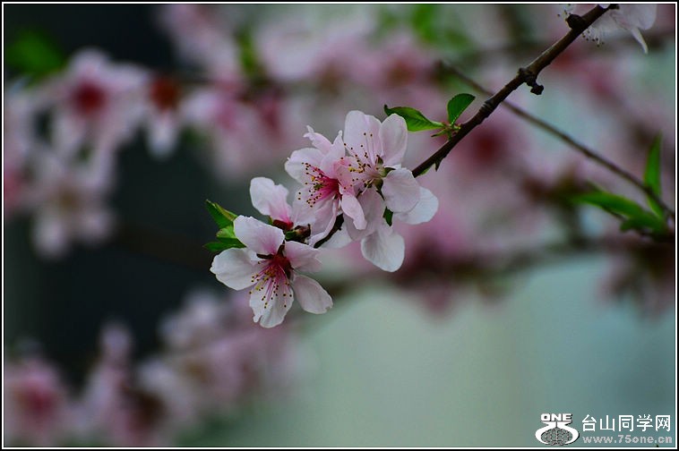 DSC_9136.jpg