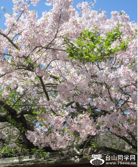 Cherry.PNG