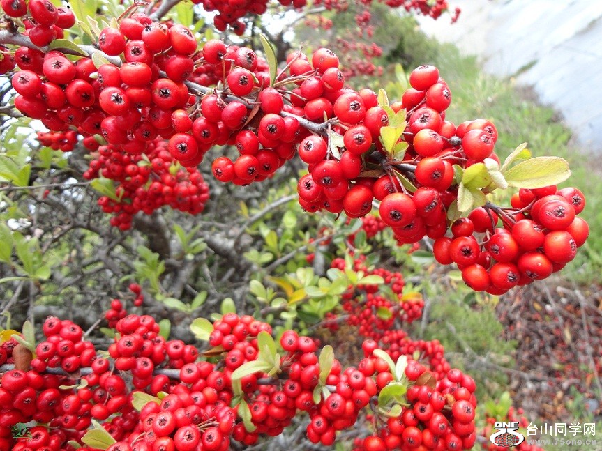 DSC01106-d.jpg