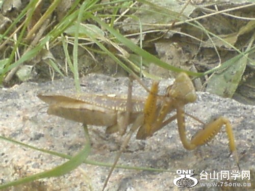 psbCAILJU43.jpg