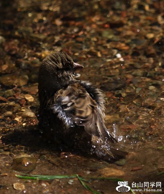 }u -ձ@12-4 251-c.jpg