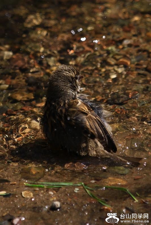 }u -ձ@12-4 250-c.jpg