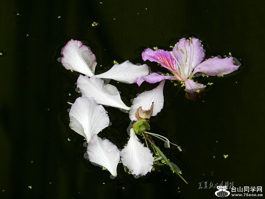 20120405԰ֺɻϾ 155_conew2.jpg