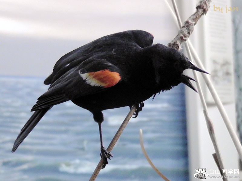 2012_040910781=.jpg