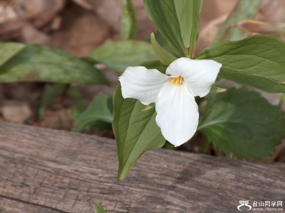 trillium flower.jpg