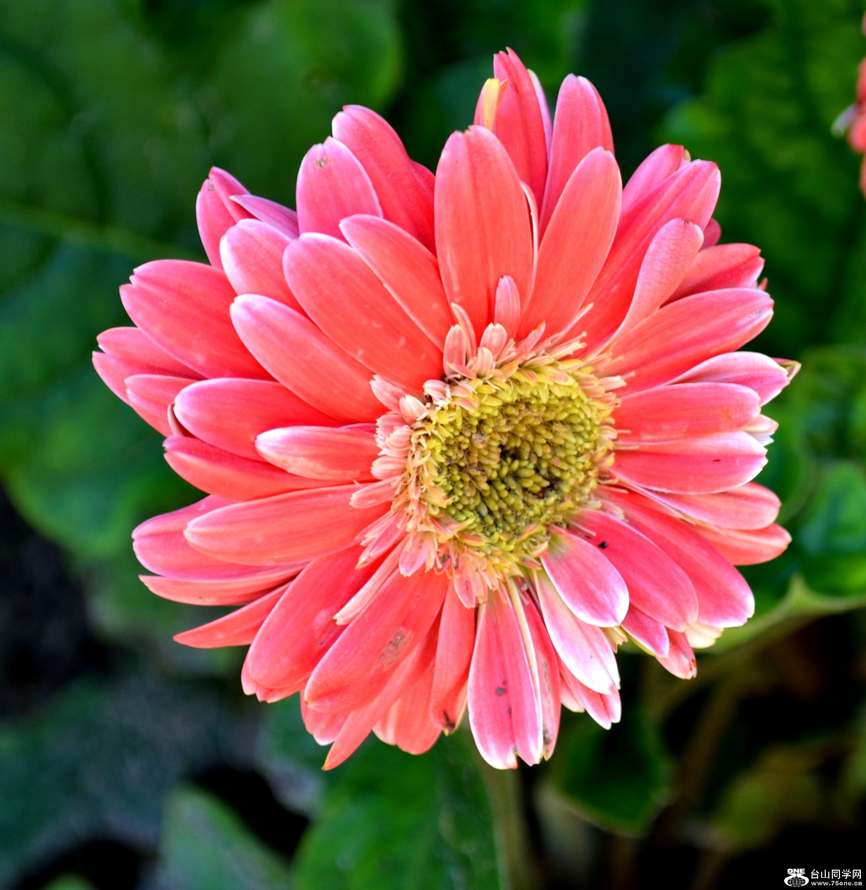 dsc_0485_15.jpg