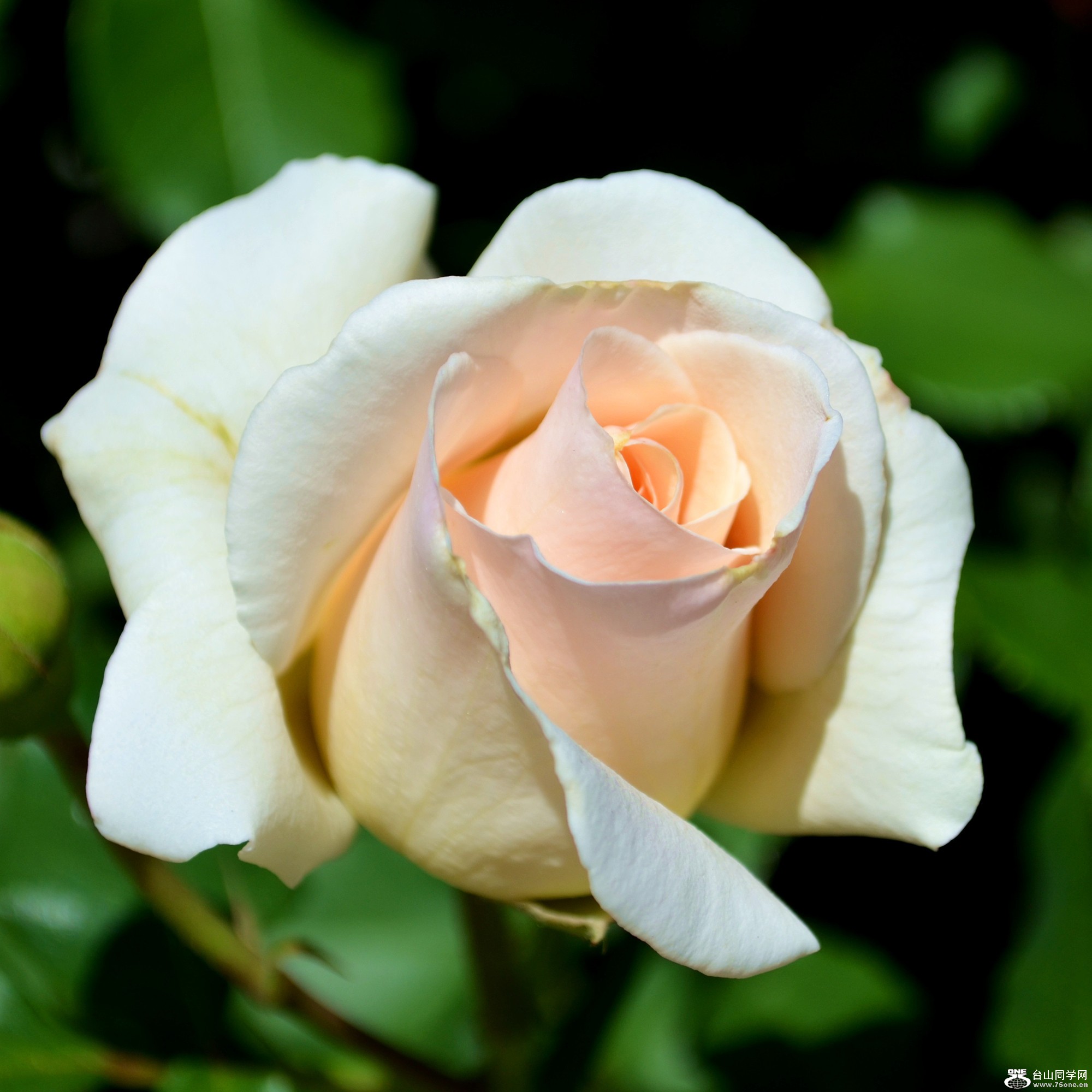 dsc_0392_6.jpg