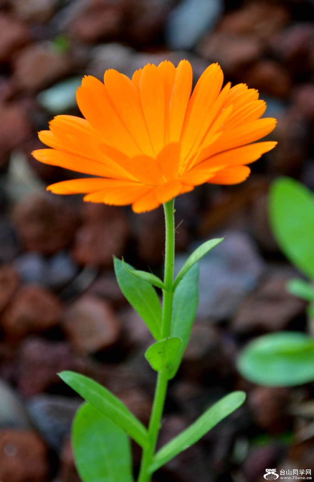DSC_0098_54.jpg