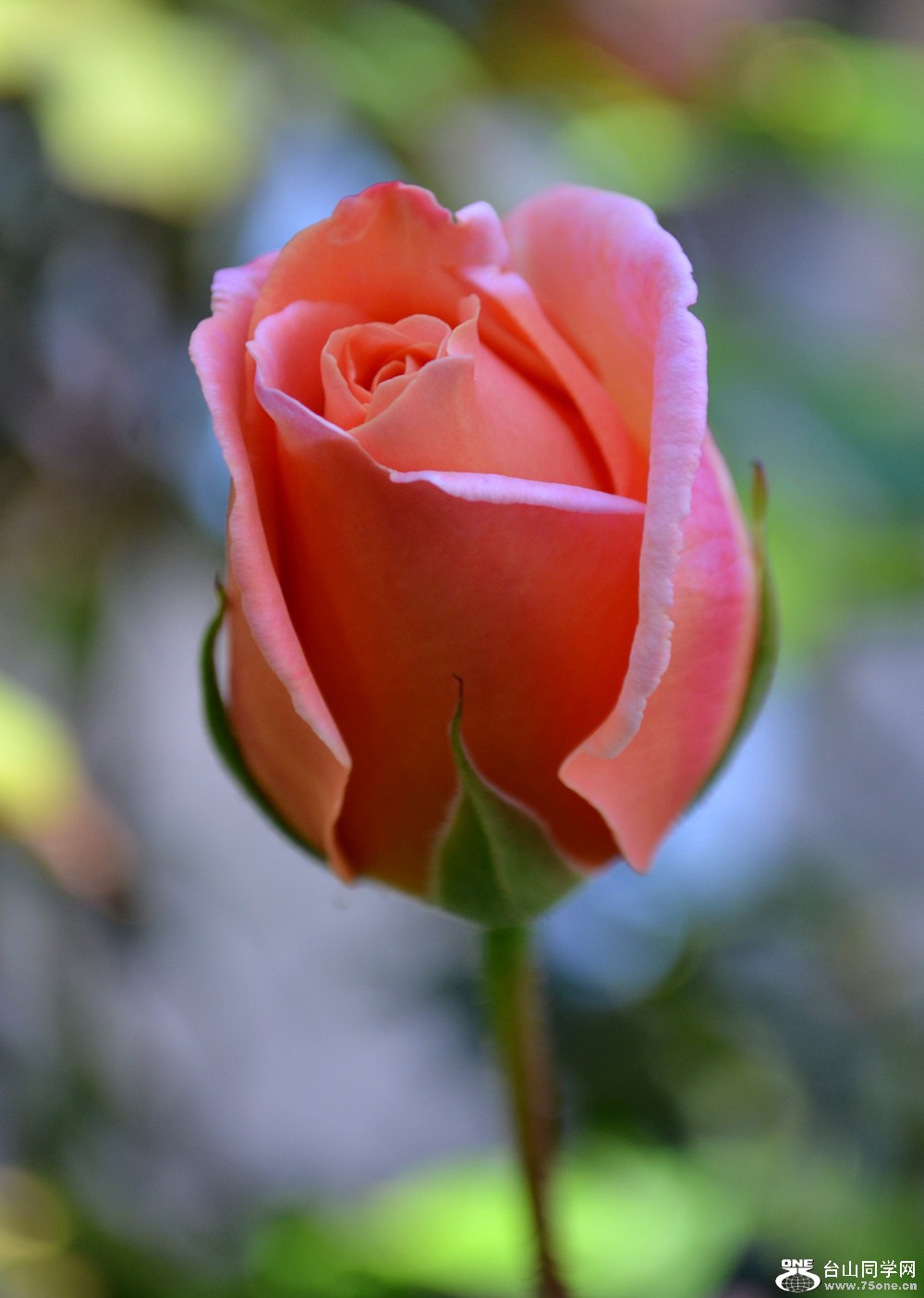 dsc_0276_27.jpg