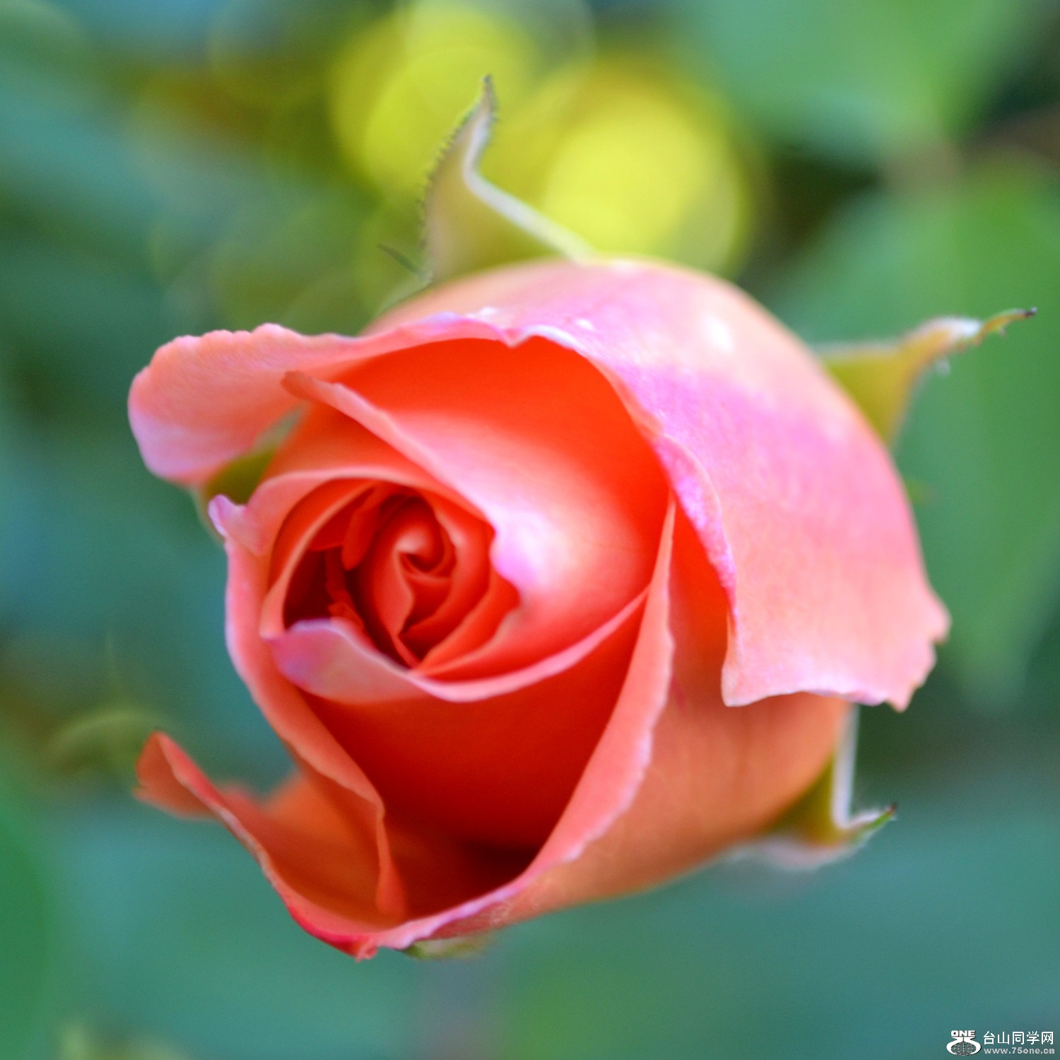 dsc_0266_25.jpg