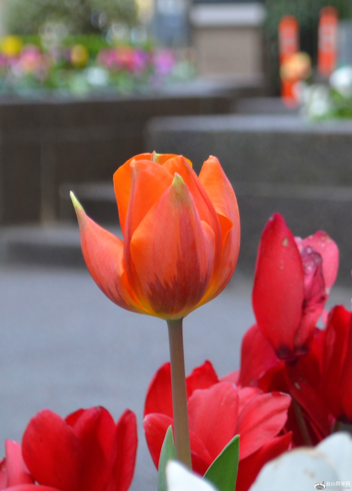 dsc_0028_cp.jpg