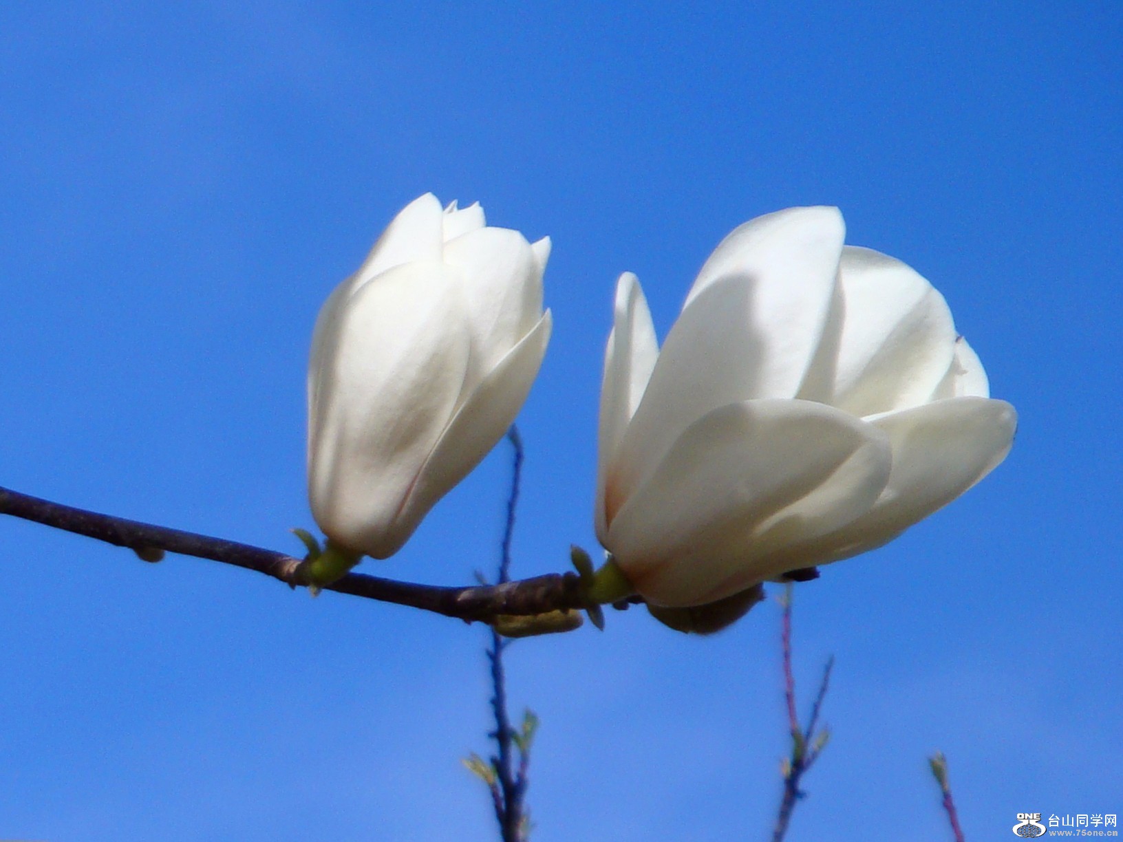 DSC07536_98.jpg