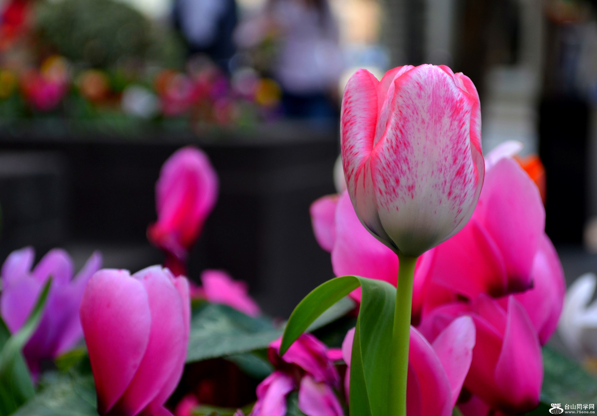 DSC_0050_50.jpg