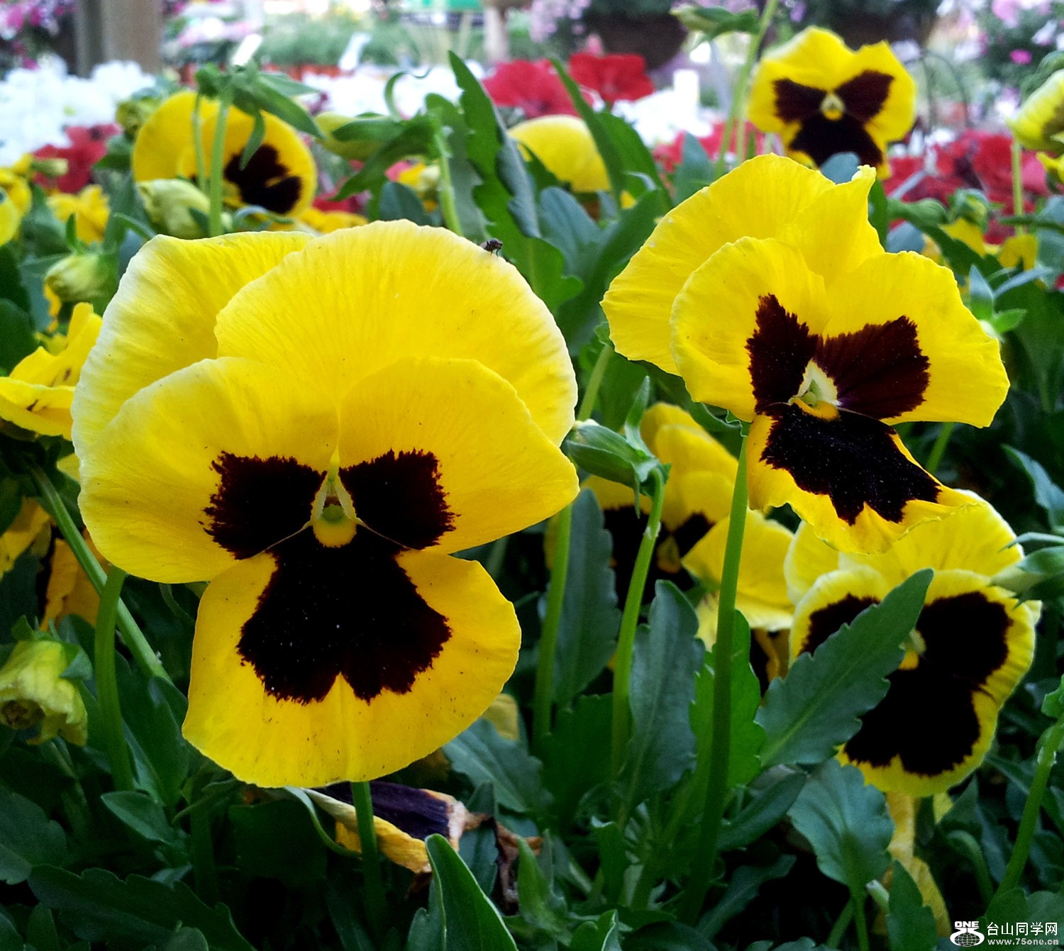 20120423_184742_32.jpg