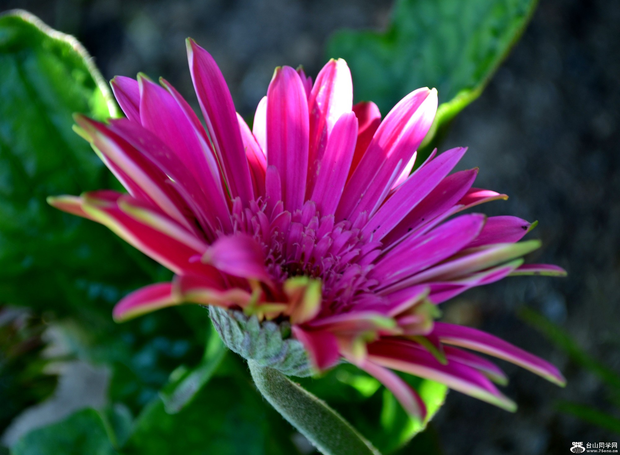 dsc_0480_13.jpg