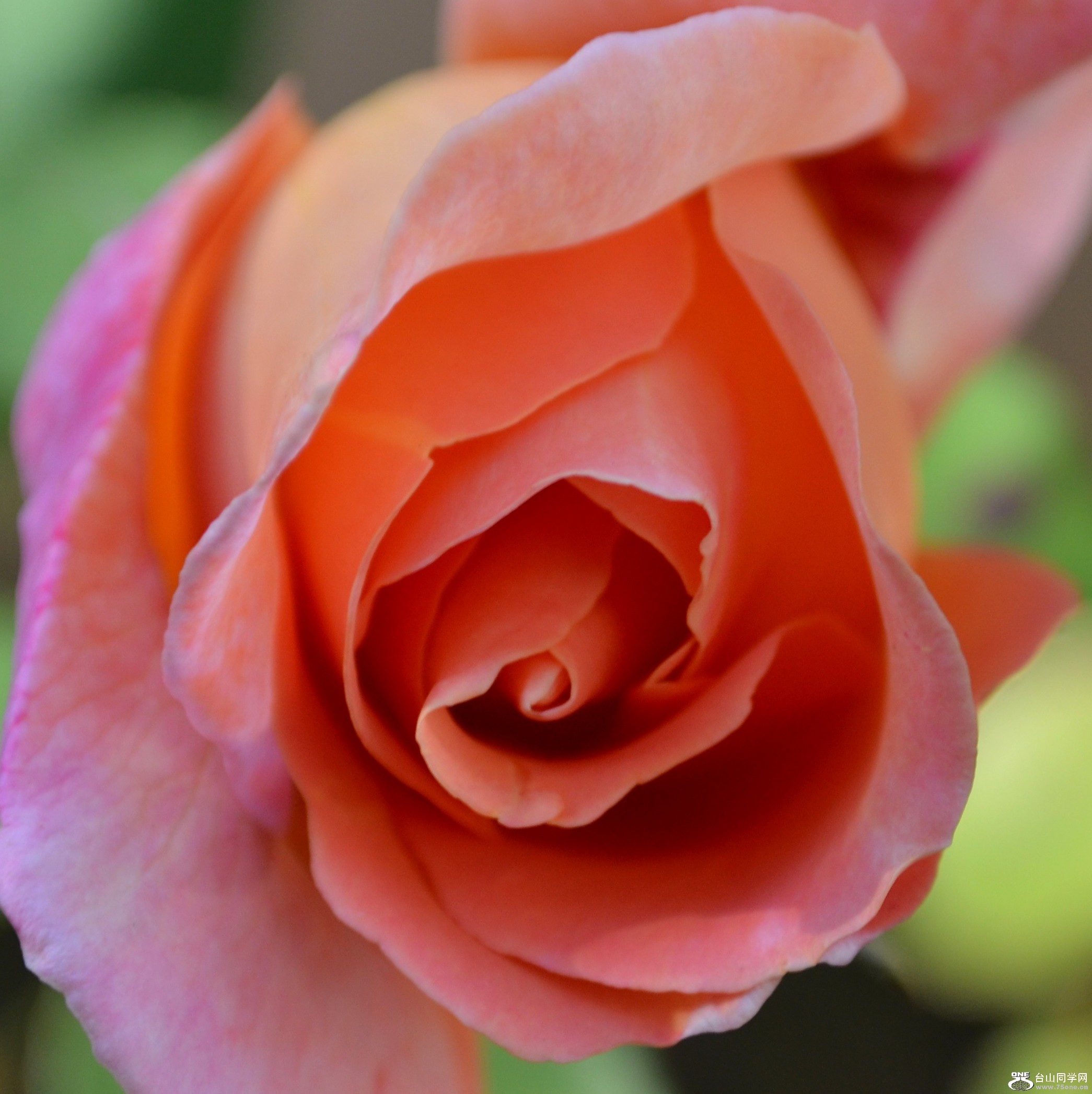 DSC_0263_cp.jpg