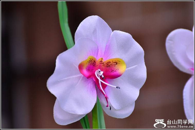 DSC_2363.jpg