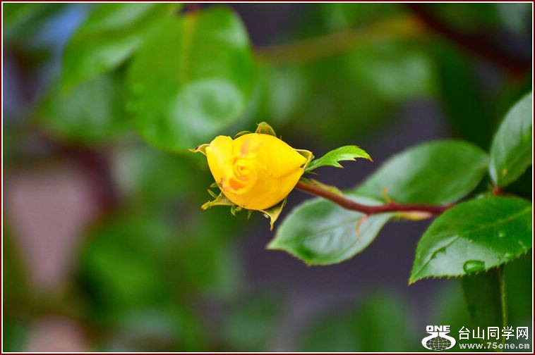 DSC_2333.jpg