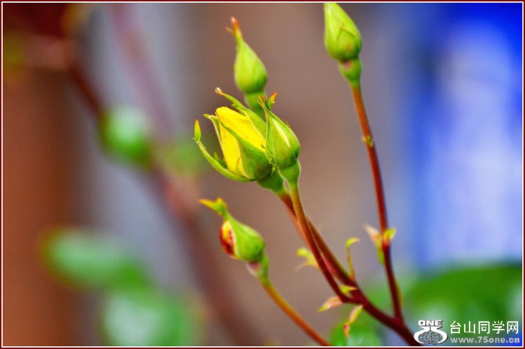 DSC_2332.jpg