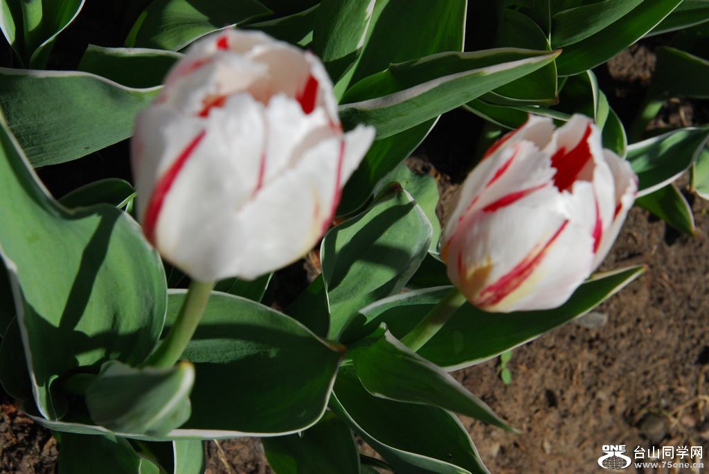 nEO_IMG_DSC_0603.jpg