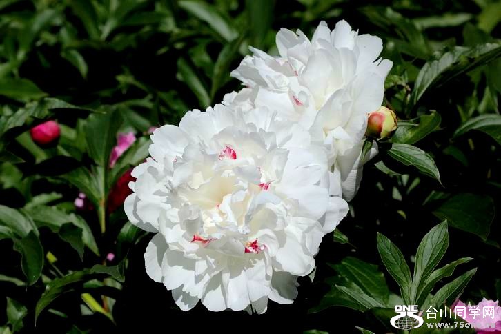 ������С IMG_4014.JPG